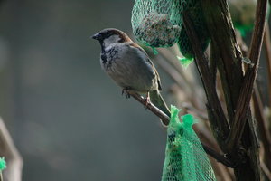 Sample 27.JPG Sample 27.JPG