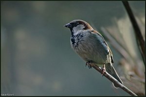 Sample 28.jpg Sample 28.jpg