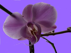 Orchidee 10,00.jpg