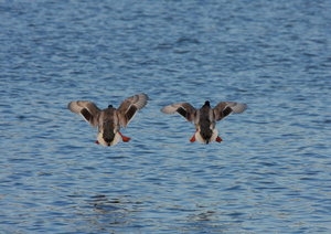 IMG_4338.JPG IMG_4338.JPG