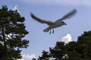 comp__DSC2430.jpg comp__DSC2430.jpg