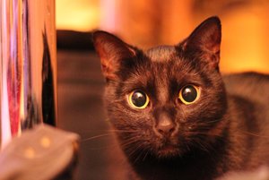 katze9hlpt.jpg katze9hlpt.jpg