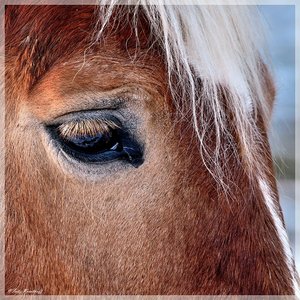 pferdaugen.jpg
