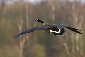 IMG_4820a_filtered.jpg IMG_4820a_filtered.jpg