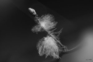 feather or ice DSC07262 Nex 5N + Meyer 2,8 100mm bw psf (c) PPf.jpg