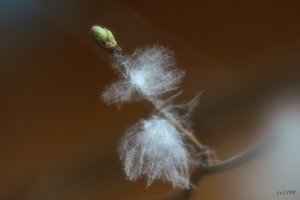 Forum DSC07262 Nex 5N + Meyer 2,8 100mm psf (c) PPf.jpg Forum DSC07262 Nex 5N + Meyer 2,8 100mm psf (c) PPf.jpg