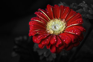 Gerberablüte klein.jpg