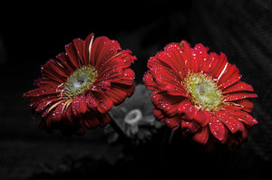 Zwei Gerberablüten 1 klein.jpg