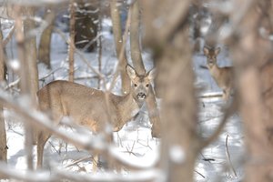 Rehe im Wald_0001.jpg