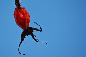 DSC_9088_ji_c.jpg DSC_9088_ji_c.jpg