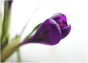 HartGoldKrokustopf IIcomp.jpg