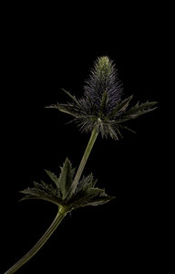 Low_Light_Distel_IMG_3356.jpg