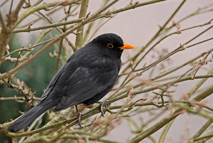 Amsel.jpg