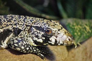 IMG_6592d.jpg IMG_6592d.jpg