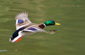 Männliche Ente im Flug.jpg
