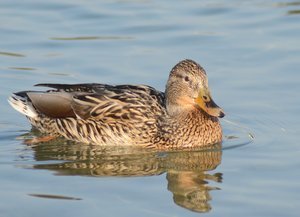 comp_DSC_5978 Kopie.jpg