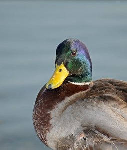 comp_DSC_6016 - Kopie.jpg