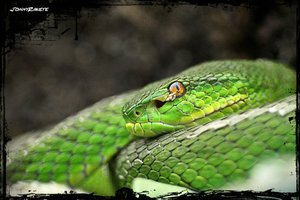 comp_Schlange 2ff.jpg