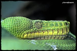 comp_Schlange 4f.jpg