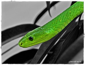 comp_Schlange 3ff+.jpg