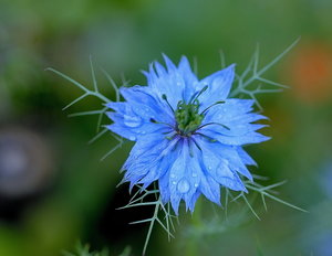 Jungfer im Grünen.jpg