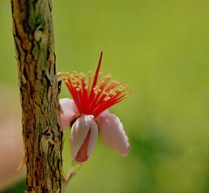 Bot. Gart__15 ä.jpg