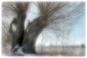 comp_DP2M_SDI1571 Dreamy.jpg