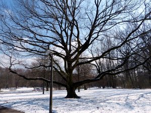 Deutsche Eiche..jpg Deutsche Eiche..jpg