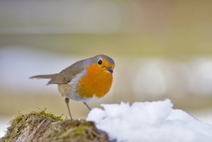 Rotkehlchen im Schnee.JPG