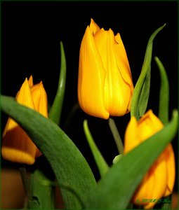 Tulpe 3.jpg