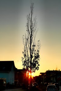 Baum im Gegenlicht am Abend_0001 Kopie.jpg