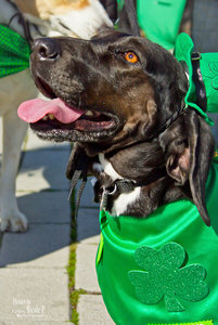 STPatrickswalk03.jpg