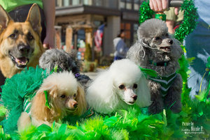 STPatrickswalk15.jpg