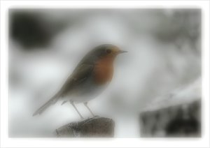 comp__RTH0989LB Dreamy.jpg