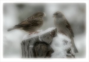 comp__RTH1456ALB Dreamy.jpg