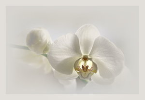 Compressed_0128 dreamy mit Capture.jpg