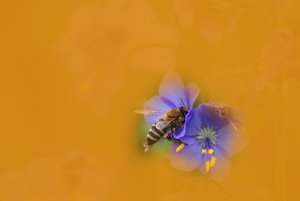 Biene im Blumenfeld 140  4 dreamy mit Capture.jpg