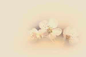 Kirschblüte 2010 049 maskiert.jpg