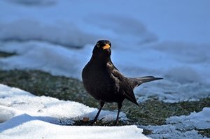 DSC_4910 (FILEminimizer).JPG