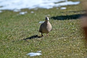 DSC_4946 (FILEminimizer).JPG