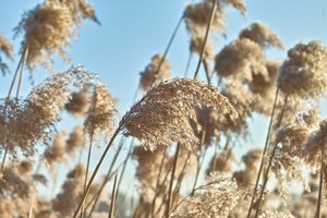 SDIM0351.jpg SDIM0351.jpg