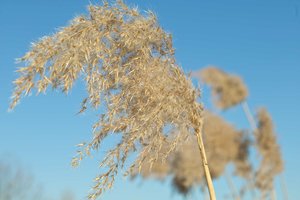 SDIM0349.jpg SDIM0349.jpg