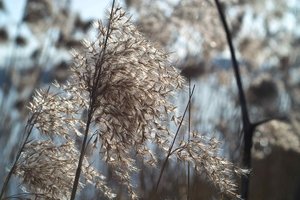 SDIM0347.jpg SDIM0347.jpg