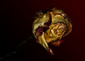 Dead_Rose_III_IMG_3490.jpg