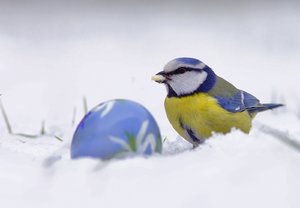 Wie knacke ich das Osterei.JPG