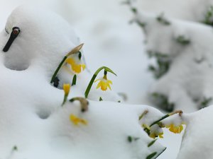 Plümmschen aus dem Schnee_0001.jpg