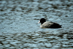 bläshuhn.jpg bläshuhn.jpg