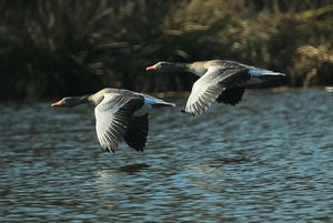 gänse1.jpg gänse1.jpg