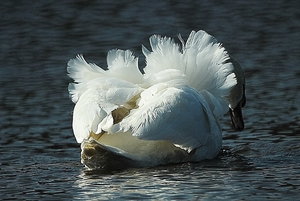 schwan3.jpg