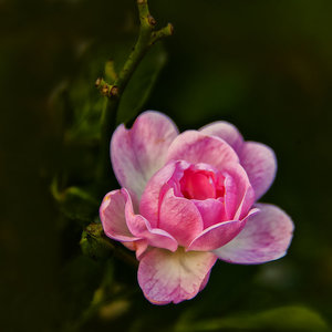 roeschen.jpg roeschen.jpg